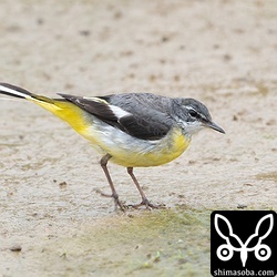 キセキレイも換羽が進んでいる個体が多いです。