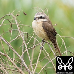 シマアカモズのメス成鳥。
