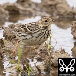 コホオアカの群れには少数のムネアカタヒバリが混ざっていました。