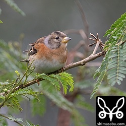 アトリのメス。