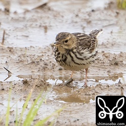 ムネアカタヒバリは田植えが終わった田んぼで、発芽不良の米を食っていました。