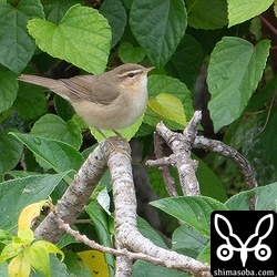 この日は、枝先に現れることが多く、動画も撮れました。