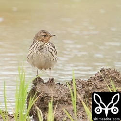 こちらの個体は夏羽に変わりつつあるようです。