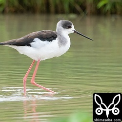 セイタカシギは田んぼや水路で越冬中。