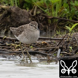 群れで飛来したタカブシギ。春も秋も石垣島のシギの渡りの一番乗りはタカブシギです。