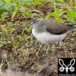クサシギは少数が単独で越冬中。