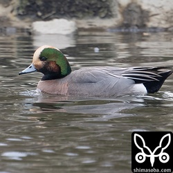 ヨシガモとヒドリガモの交雑とみられる個体。