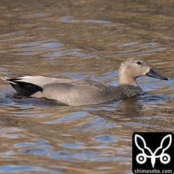 オカヨシガモのオス成鳥。