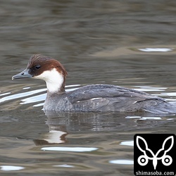 ミコアイサのメス。