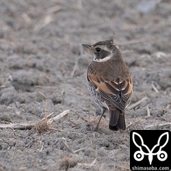 ツグミは結構いました。