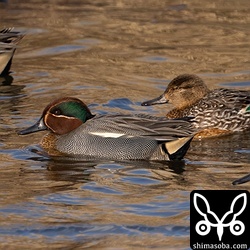 コガモのオスとメス。