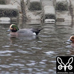 ヒドリガモの群れと行動を共にしていました。