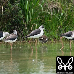 セイタカシギの群れ。