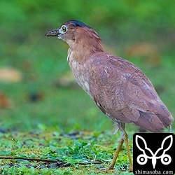 繁殖期序盤のズグロミゾゴイは婚姻色が出て顔が青く染まり始めています。