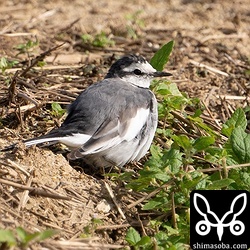 ハクセキレイのメス。