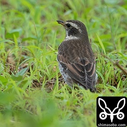 ツグミ第1回冬羽。