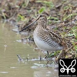 渡り組のタシギ。距離はかなりありますが、この緊張っぷり。