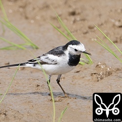 ホオジロハクセキレイ。わずかに過眼線があるので、交雑しているのかもしれません。