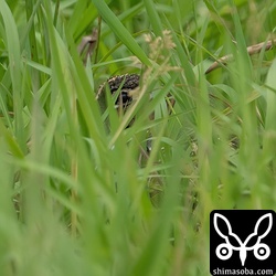 草むらのタマシギ。何日も同じ場所にいる。
