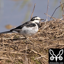 ハクセキレイのオス。