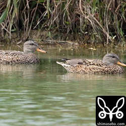オカヨシガモのメス。上のヨシガモと群れをつくっていました。