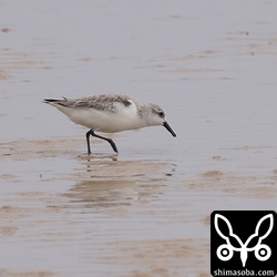 トウネン冬羽。