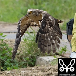 治療を受けたのちに放鳥されたカンムリワシの幼鳥。