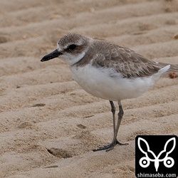 オオメダイチドリ第1回冬羽。