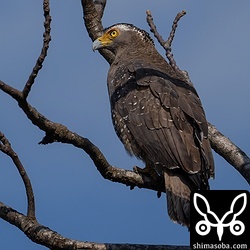 この日は、農地を少し走っただけでカンムリワシを6個体確認しました。
