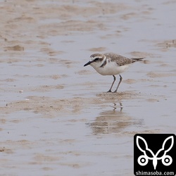 シロチドリ第1回冬羽。