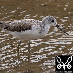 アオアシシギは海岸、田んぼで数を増やしています。