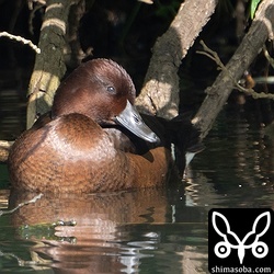 上と同個体。渡ってきたばかりのころは警戒心が強かったですが、今ではこの通り。