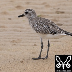 越冬したダイゼン。夏羽が数枚見えています。石垣島ではあまり多くないですが、今年は十数羽が越冬しました。