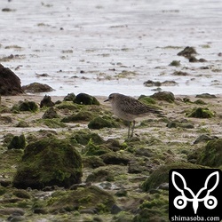 遠くに数羽のムナグロの群れ。