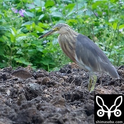 ジャワアカガシラサギにしては、若干、警戒心が強かったので遠くからの観察。