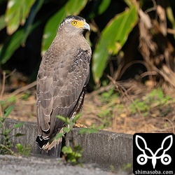 こちらは道路側におりて獲物を探すカンムリワシ。事故に遭わないか心配です。