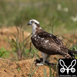 畑で魚を食うミサゴ。暑い日で陽炎が出ていました。