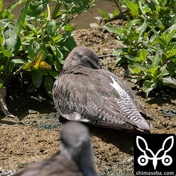 第1回冬羽から第1回夏羽へ換羽中。