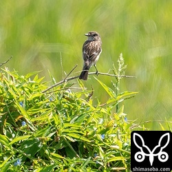 ノビタキのメス。小鳥の渡りも少しだけ動き出しました。