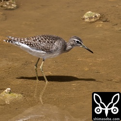 タカブシギは増えたり減ったり。