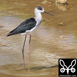 セイタカシギ成鳥オス。20羽ほどの群れが水路で越冬。