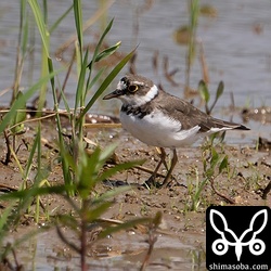 コチドリの渡りも盛んで数を増やしています。