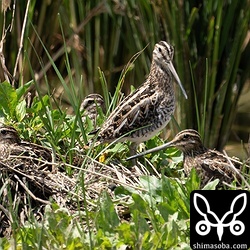 タシギ4羽。一つの田んぼに10羽以上いました。渡り組だと思われます。