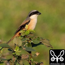何度見ても良い鳥です。^^