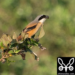 ハチの一種を捕まえました。
