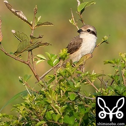 タカサゴモズと同じエリアにいたシマアカモズは、縄張り争いをするも体格差で常に劣勢でした。