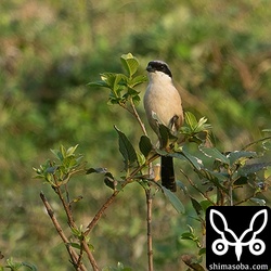 タカサゴモズを正面から見ると、目の周りの黒い仮面がまるで怪傑ゾロのよう。^^