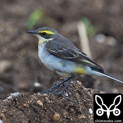 (キマユ)ツメナガセキレイ第1回冬羽から夏羽へ移行中。