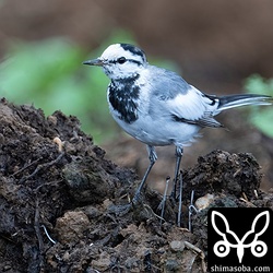 タイワンハクセキレイ。夏羽へ変わりつつあります。