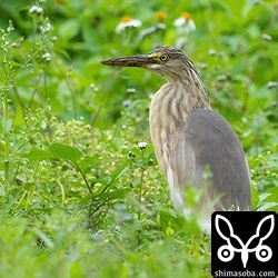 環境の美しさもさることながら、ローアングルで撮れるのもいいですね。